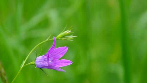 Flores de campana azul sobre fondo verde — Vídeos de Stock