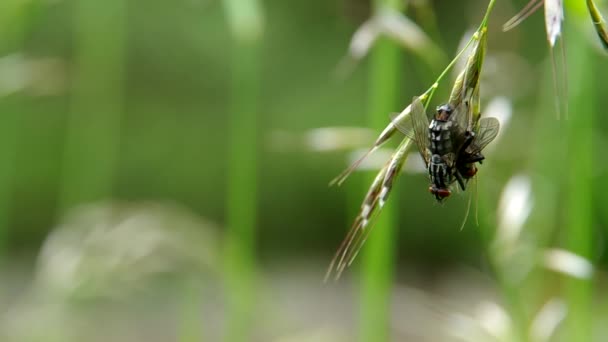 Les mouches s'accouplent sur une prairie verte — Video