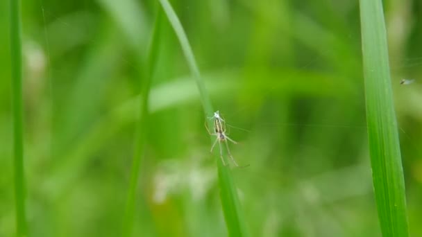 Die Spinne strickt das Spinnennetz — Stockvideo