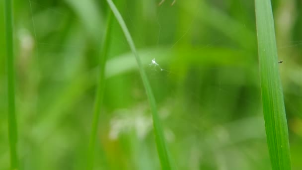 La araña teje la tela de araña — Vídeos de Stock