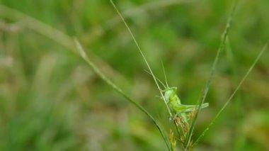 Yeşil çimlerde çekirge