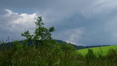 Yeşil çimenlerin üzerinde daha önce yağmur yeşil çayır