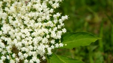 elderflower Rüzgar