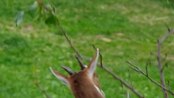 La chèvre mange les feuilles sur les arbres — Video