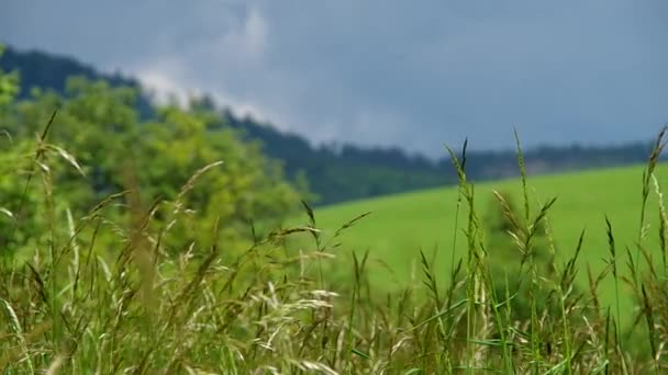 Groen gras op een groene weide — Stockvideo