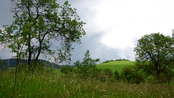 Зеленая трава на зеленом лугу перед дождём — стоковое видео