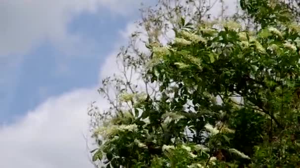 Flor de saúco en el viento — Vídeos de Stock