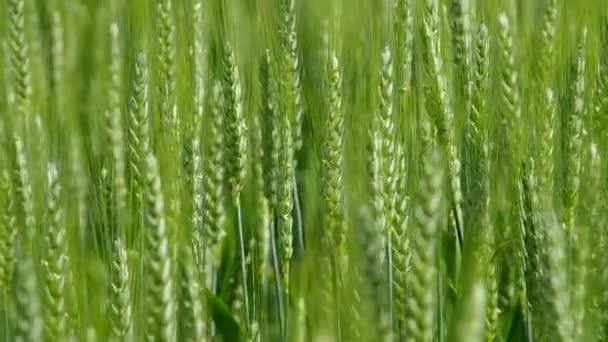 Campo de trigo en el viento — Vídeo de stock