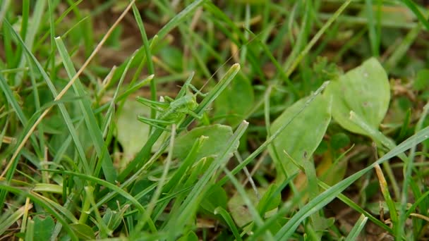 Kobylka na zelené trávě — Stock video