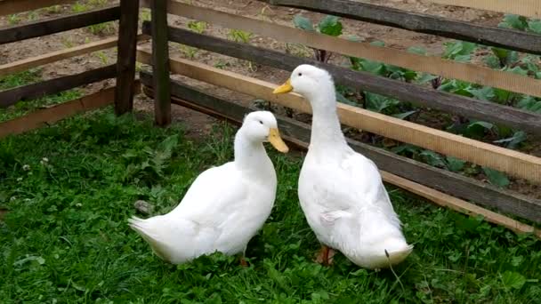 Dos patos blancos — Stockvideo
