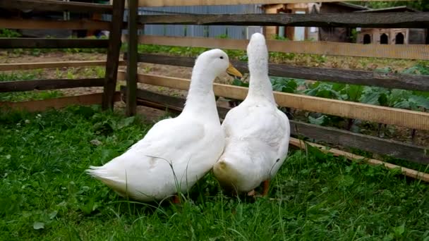 Две белые утки — стоковое видео