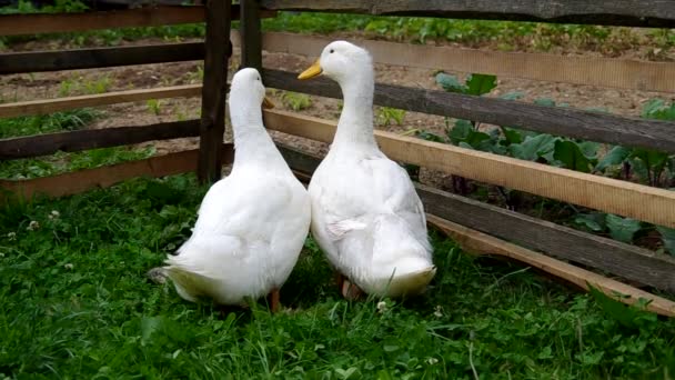 Две белые утки — стоковое видео