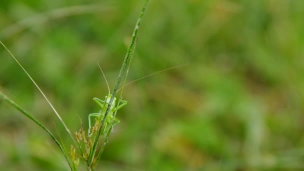 Gräshoppa på grönt gräs — Stockvideo