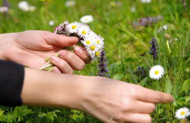 papatyalar demetleri toplama