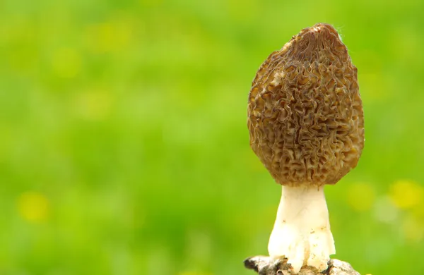 Morchella mushroom — Stock Photo, Image