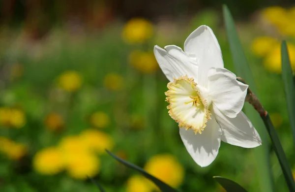 Narciso branco — Fotografia de Stock