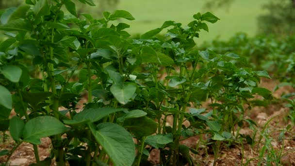 种植在花园里的土豆 — 图库视频影像