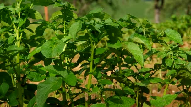 Groeiende aardappelen in de tuin — Stockvideo