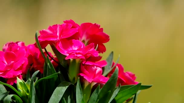 bouquet de fleurs rouges