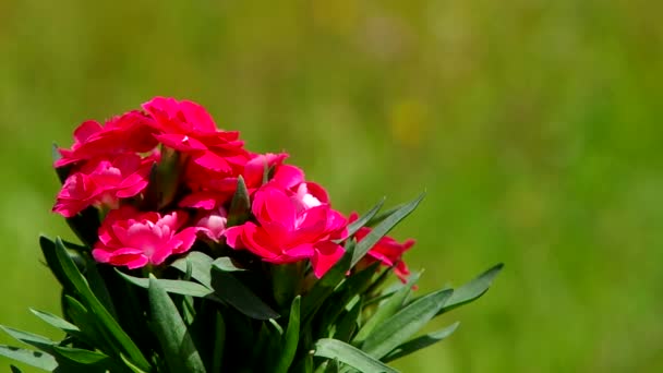 Букет червоних квітів — стокове відео