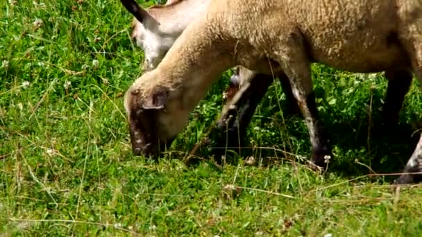 Ovini e caprini al pascolo — Video Stock