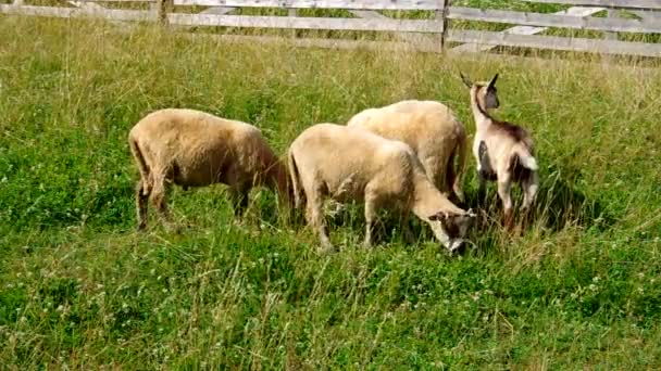 Sheep and goat grazing — Stock Video