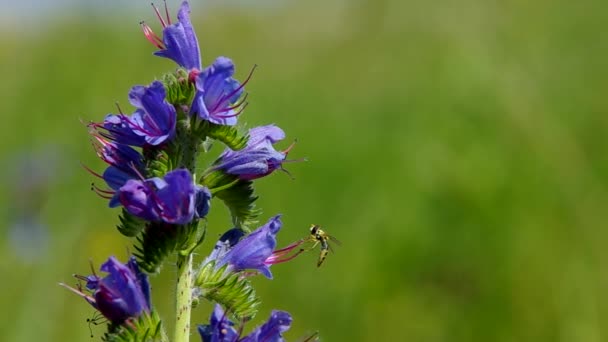 Echium vulgare — Stock video