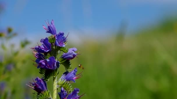 Echium vulgare — Stok video