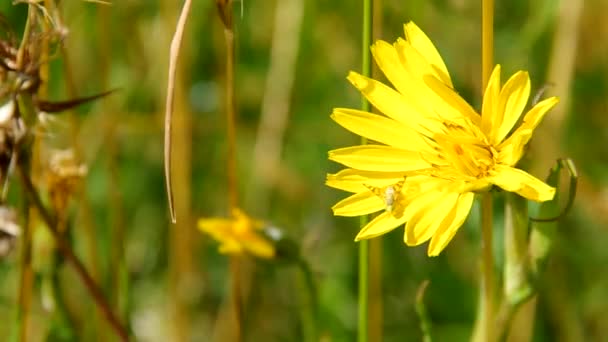 Tragopogon pratensis, sarı çiçek. — Stok video