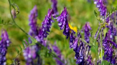 Çayırda Menekşe çiçek