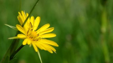tragopogon pratensis, sarı çiçek.