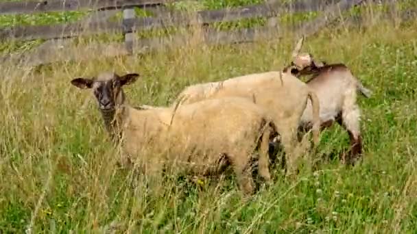 Sheep and goat grazing — Stock Video