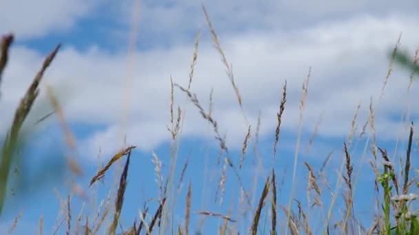 Hierba y cielo azul — Vídeo de stock
