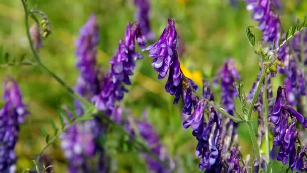 Flor violeta no prado — Vídeo de Stock