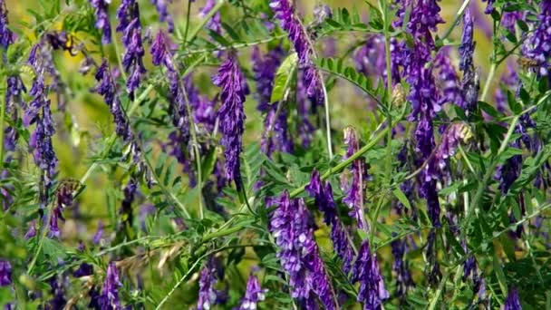Flor violeta no prado — Vídeo de Stock