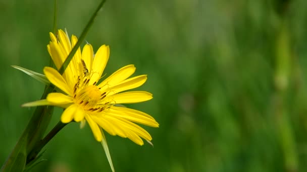 Tragopogon pratensis, sarı çiçek. — Stok video