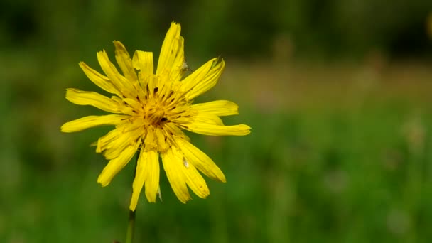 Gelbe Wiesenblumen - tragopogon pratensis — Stockvideo