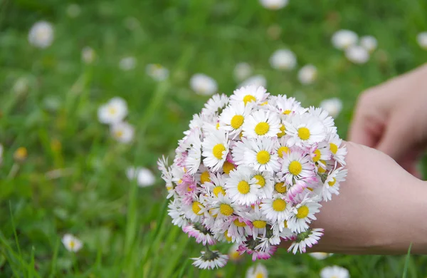 Marguerites dans les mains — Photo