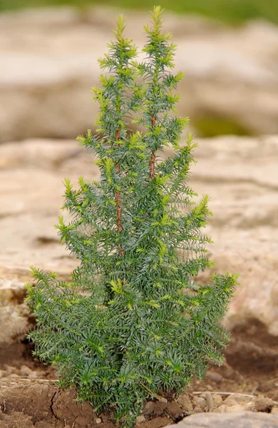 Malé thuja v zahradě — Stock fotografie