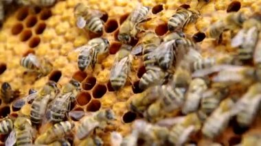 Arılara petek üzerinde