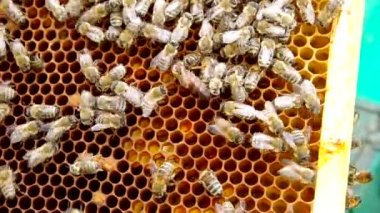 Kraliçe Arı peteği üzerinde