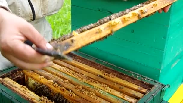 Apicultor verificando favo de mel — Vídeo de Stock