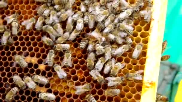 The queen bee on honeycomb — Stock Video