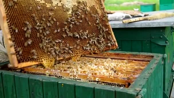 Apicultor revisando panal de abeja — Vídeo de stock