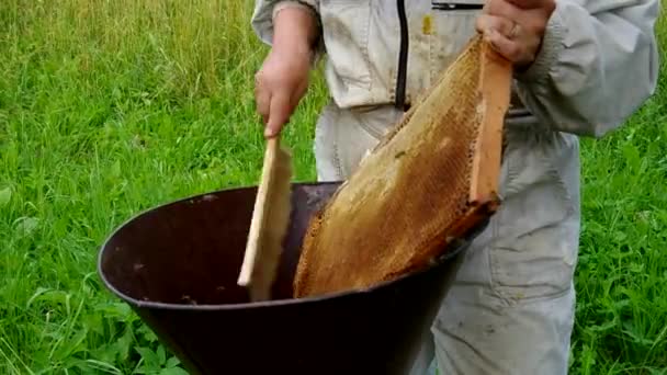 Bienen aus dem Bienenstock fegen — Stockvideo