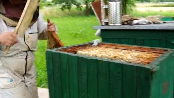 Vegen van de bijen van de Bijenkorf — Stockvideo