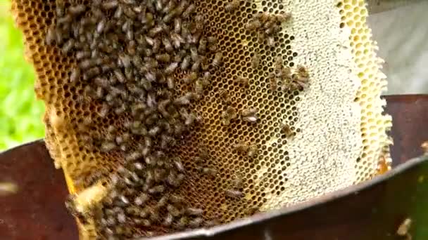 Bienen aus dem Bienenstock fegen — Stockvideo