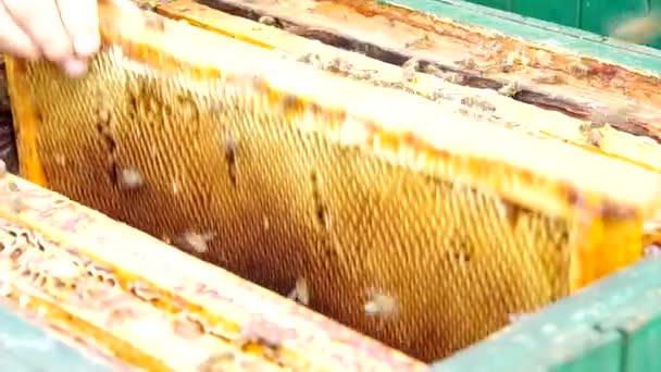 Inserting honeycomb in the beehive — Stock Video