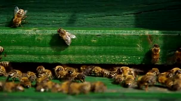 Bees at the entrance to the beehive — Stock Video