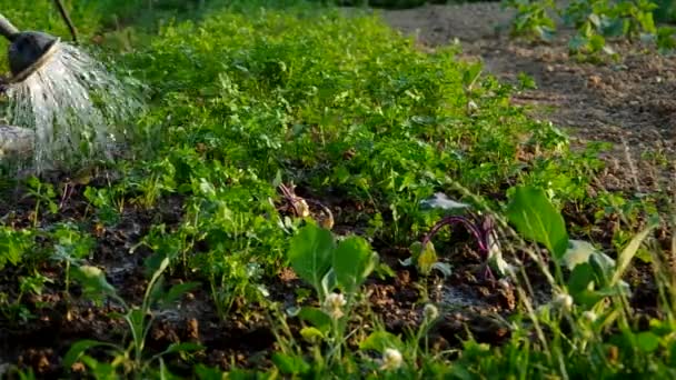 Watering vegetables in the garden — Stock Video